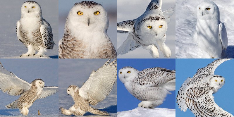 What The Snowy Owl Eats And How It Hunts Or Forages