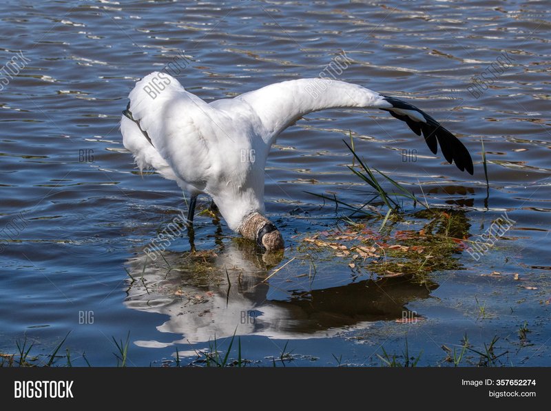 What The Stork Eats And How It Hunts Or Forages