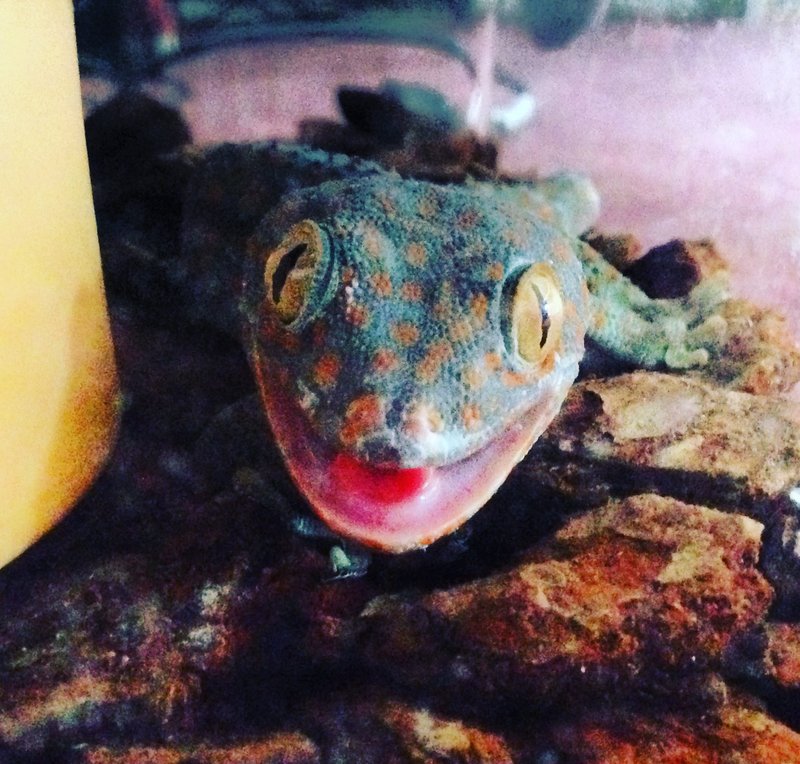 What The Tokay Gecko Eats And How It Hunts