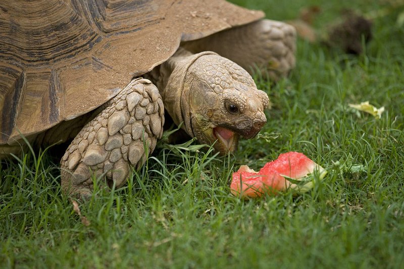 What The Tortoise Eats And How It Hunts