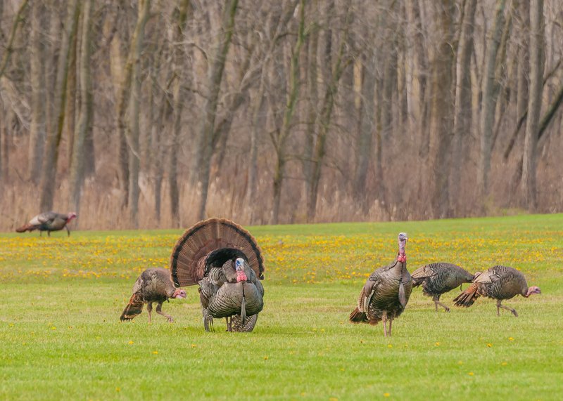 What The Turkey Eats And How It Hunts Or Forages