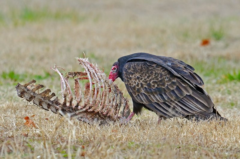 What The Turkey Vulture Eats And How It Hunts Or Forages