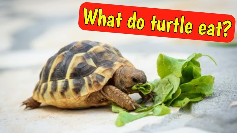 What The Turtle Eats And How It Hunts