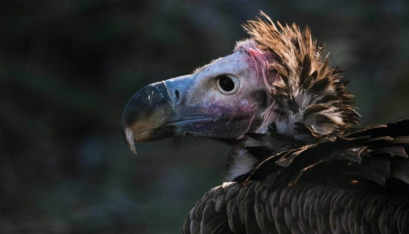 What The Vulture Eats And How It Hunts Or Forages