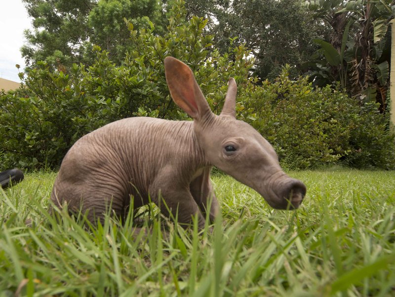 What To Do If You Encounter A Aardvark In The Wild