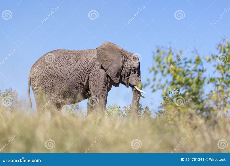 What To Do If You Encounter A African Bush Elephant In The Wild