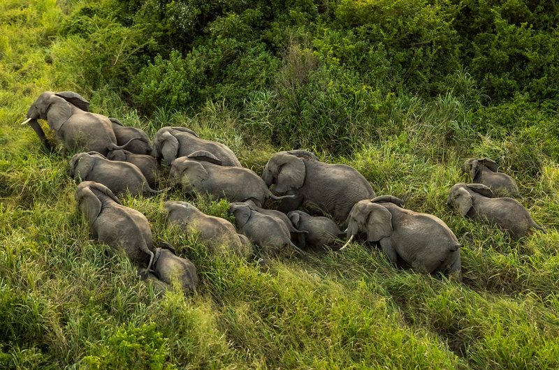 What To Do If You Encounter A African Elephant In The Wild