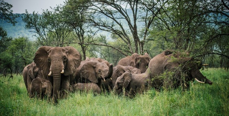 What To Do If You Encounter A African Forest Elephant In The Wild