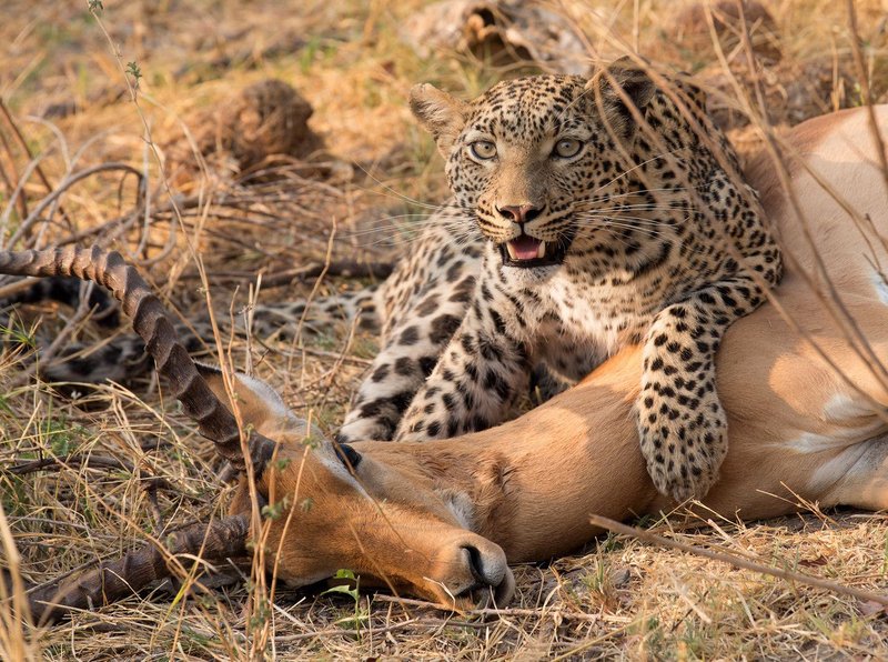 What To Do If You Encounter A African Leopard In The Wild