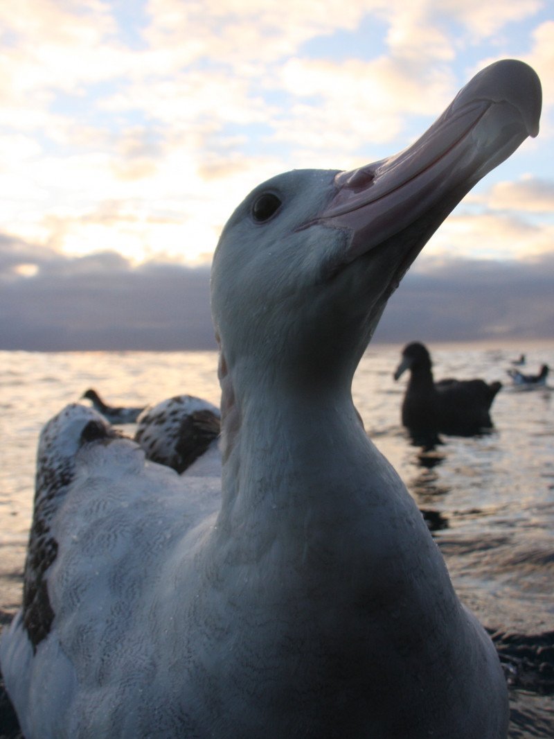 What To Do If You Encounter A Albatross In The Wild