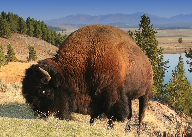 What To Do If You Encounter A American Bison In The Wild