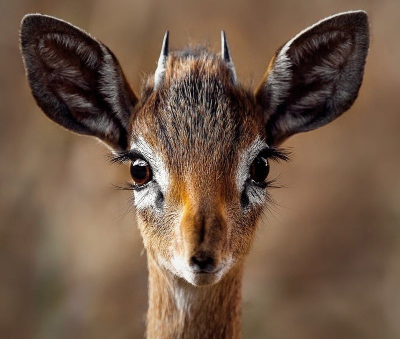 What To Do If You Encounter A Antelope In The Wild