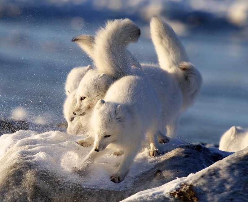 What To Do If You Encounter A Arctic Fox In The Wild