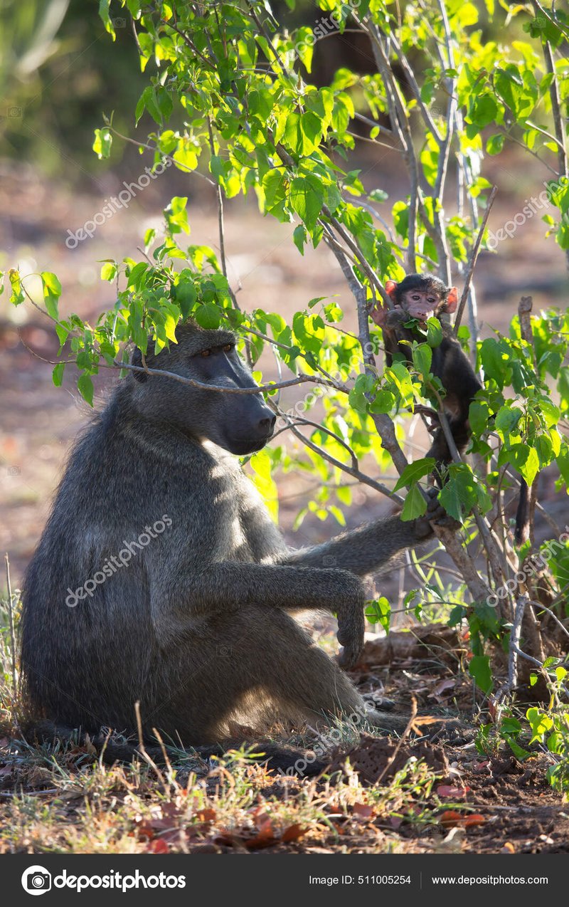 What To Do If You Encounter A Baboon In The Wild
