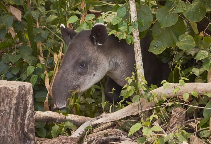 What To Do If You Encounter A Baird'S Tapir In The Wild
