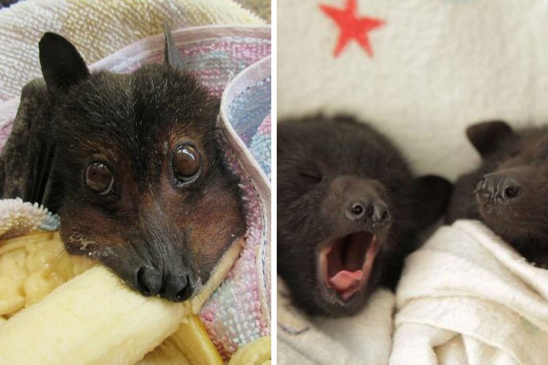 What To Do If You Encounter A Bat In The Wild