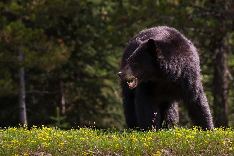 What To Do If You Encounter A Bear In The Wild