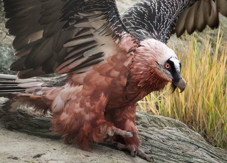 What To Do If You Encounter A Bearded Vulture In The Wild