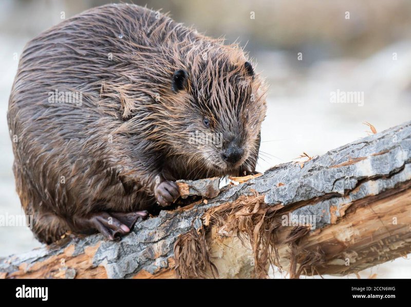 What To Do If You Encounter A Beaver In The Wild