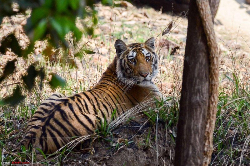 What To Do If You Encounter A Bengal Tiger In The Wild