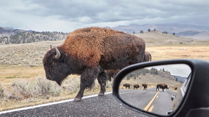 What To Do If You Encounter A Bison In The Wild