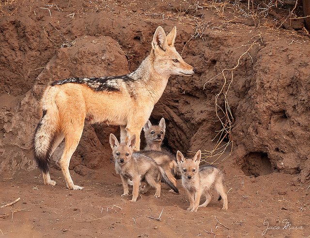 What To Do If You Encounter A Black-Backed Jackal In The Wild