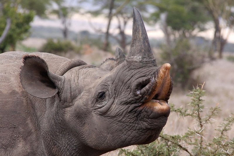 What To Do If You Encounter A Black Rhinoceros In The Wild
