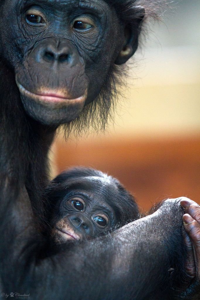 What To Do If You Encounter A Bonobo In The Wild