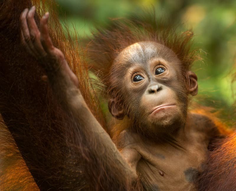 What To Do If You Encounter A Bornean Orangutan In The Wild
