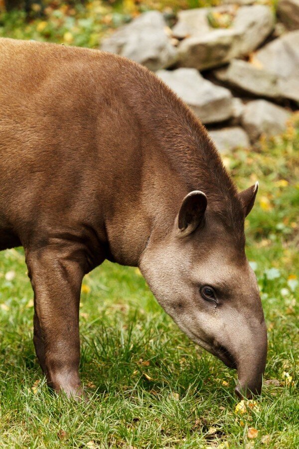 What To Do If You Encounter A Brazilian Tapir In The Wild