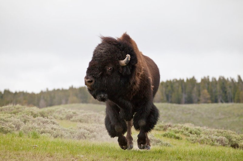 What To Do If You Encounter A Buffalo In The Wild