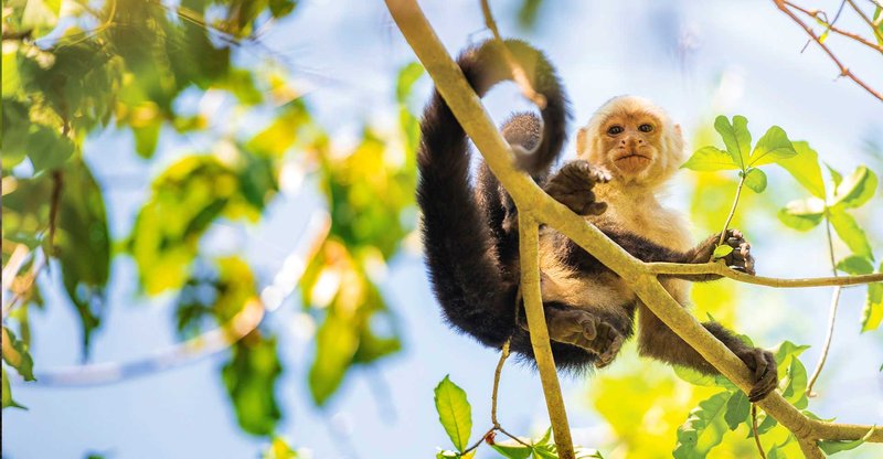 What To Do If You Encounter A Capuchin Monkey In The Wild
