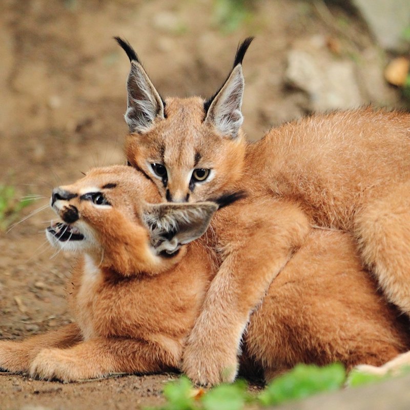 What To Do If You Encounter A Caracal In The Wild