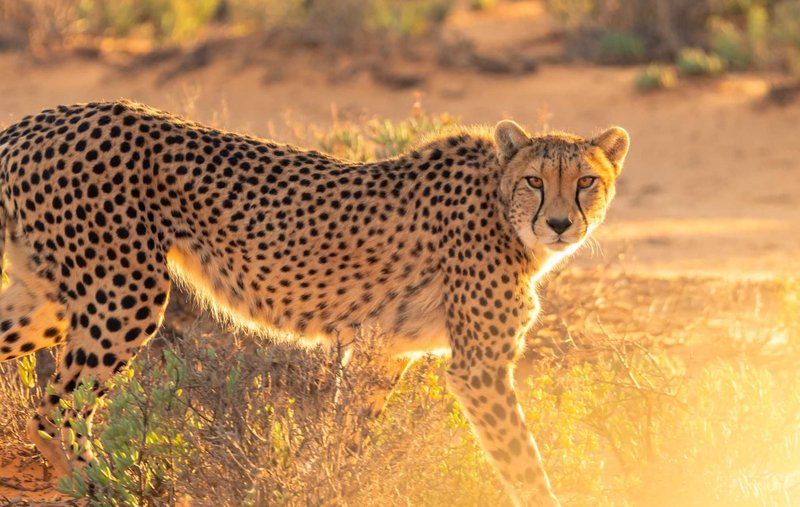 What To Do If You Encounter A Cheetah In The Wild