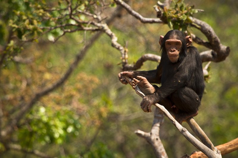 What To Do If You Encounter A Chimpanzee In The Wild