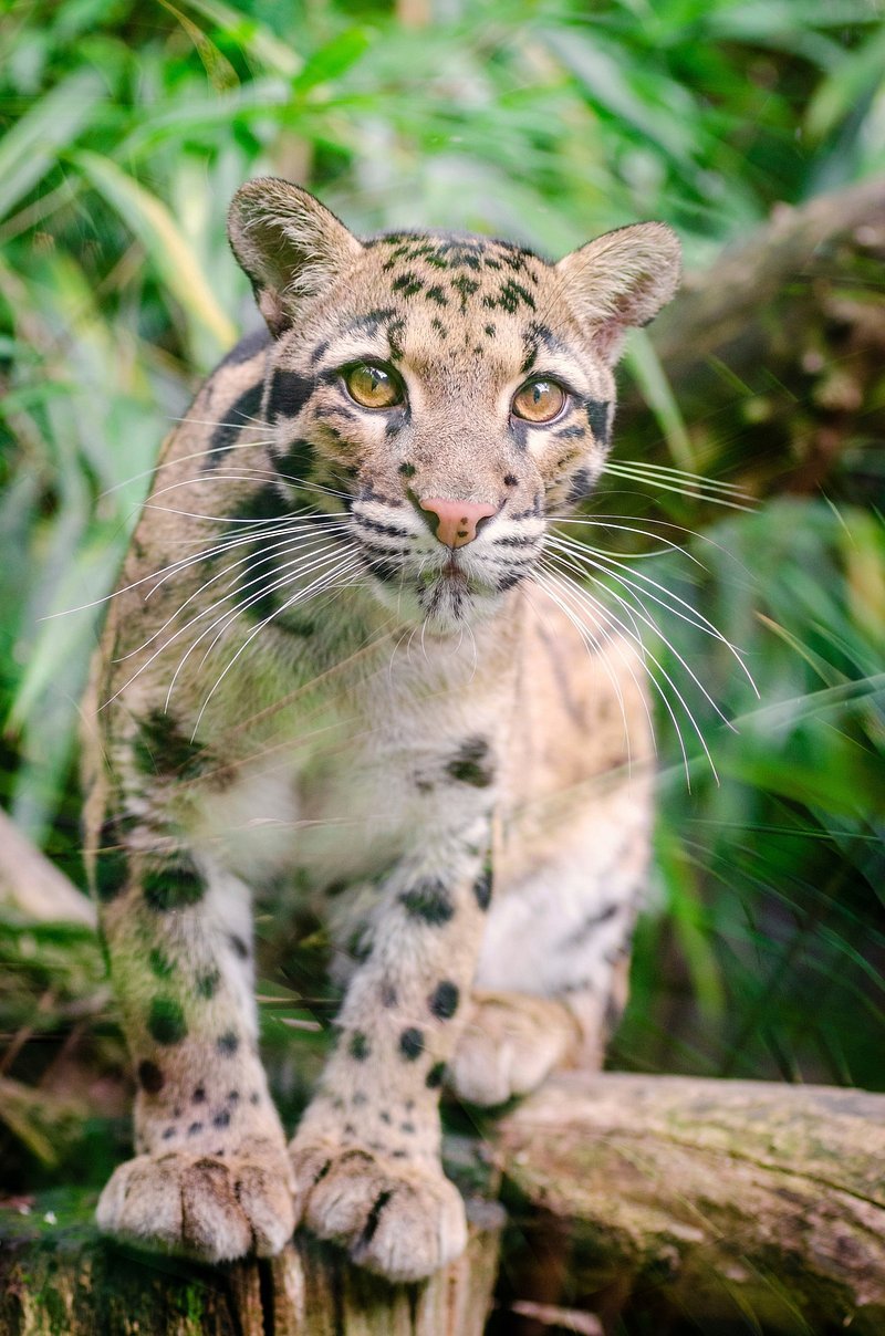 What To Do If You Encounter A Clouded Leopard In The Wild