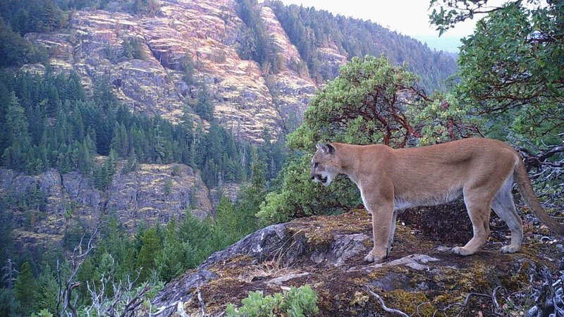 What To Do If You Encounter A Cougar In The Wild
