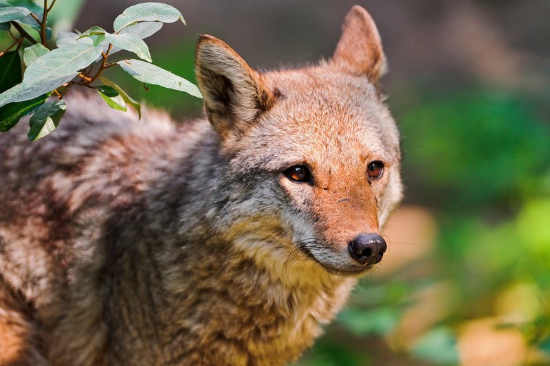 What To Do If You Encounter A Coyote In The Wild