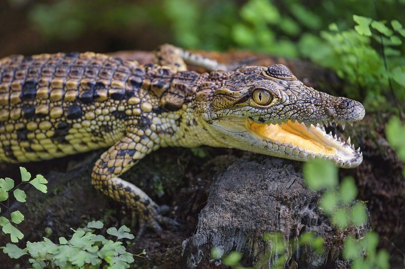 What To Do If You Encounter A Crocodile In The Wild
