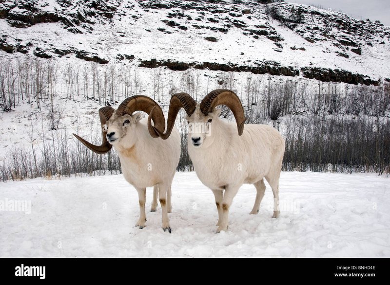 What To Do If You Encounter A Dall Sheep In The Wild