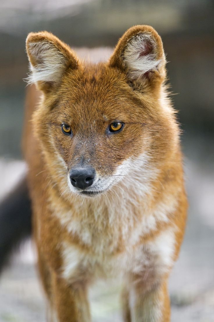 What To Do If You Encounter A Dhole In The Wild