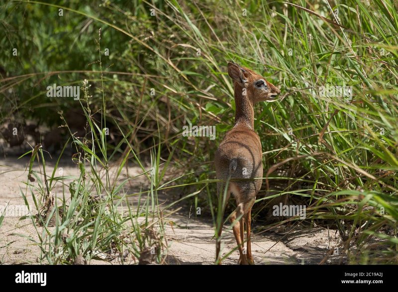 What To Do If You Encounter A Dik-Dik In The Wild