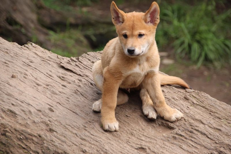 What To Do If You Encounter A Dingo In The Wild