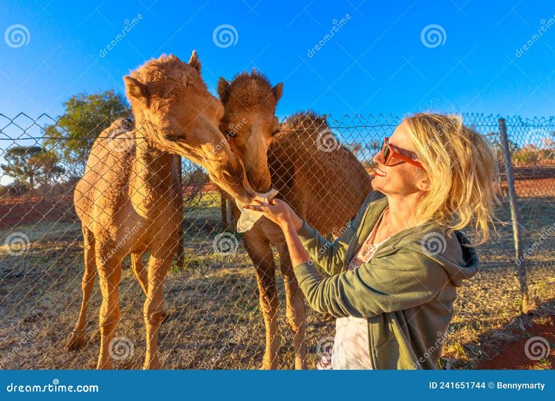 What To Do If You Encounter A Dromedary In The Wild
