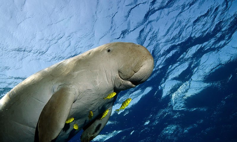 What To Do If You Encounter A Dugong In The Wild