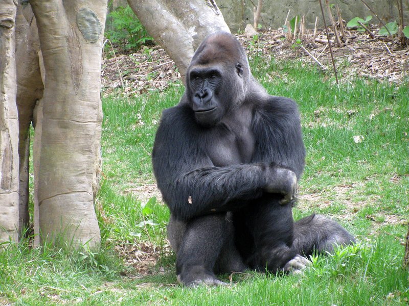 What To Do If You Encounter A Eastern Gorilla In The Wild
