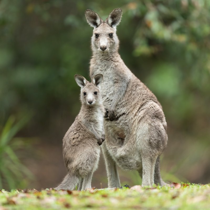 What To Do If You Encounter A Eastern Grey Kangaroo In The Wild