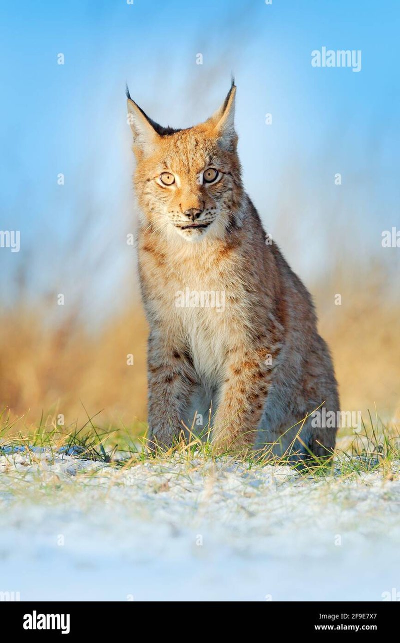 What To Do If You Encounter A Eurasian Lynx In The Wild