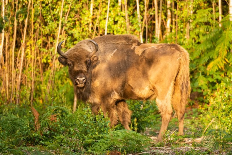 What To Do If You Encounter A European Bison In The Wild