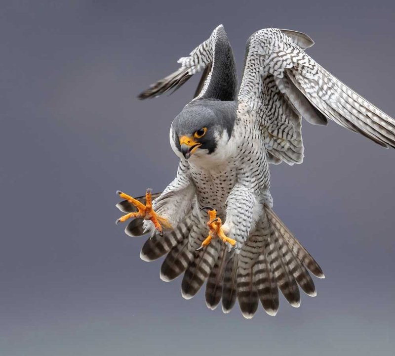 What To Do If You Encounter A Falcon In The Wild